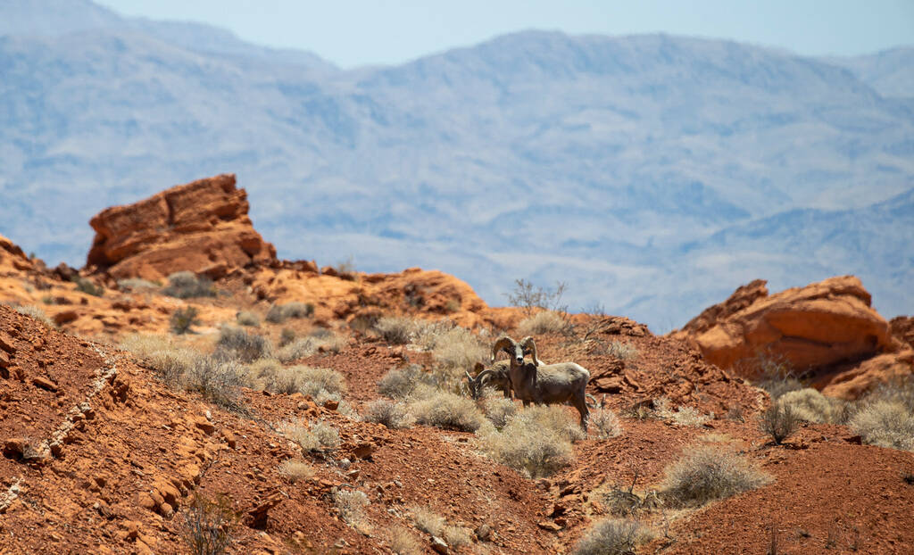 Bighorn sheep roam the land at Valley of Fire State Park in June 2021. (Chase Stevens/Las Vegas ...