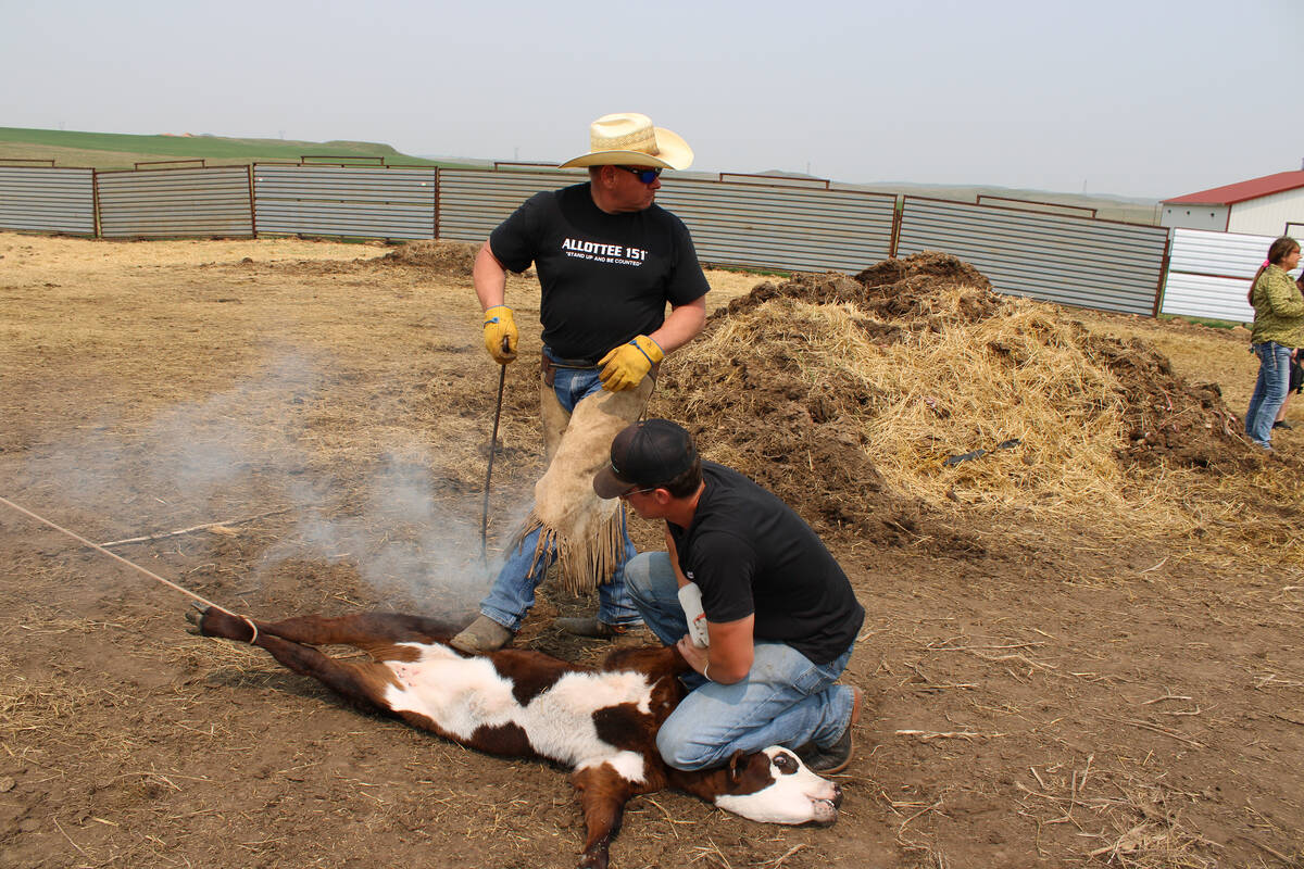 MHA Nation tribal member Todd Hall, standing, brands a calf on his ranch near Dunn Center, Nort ...