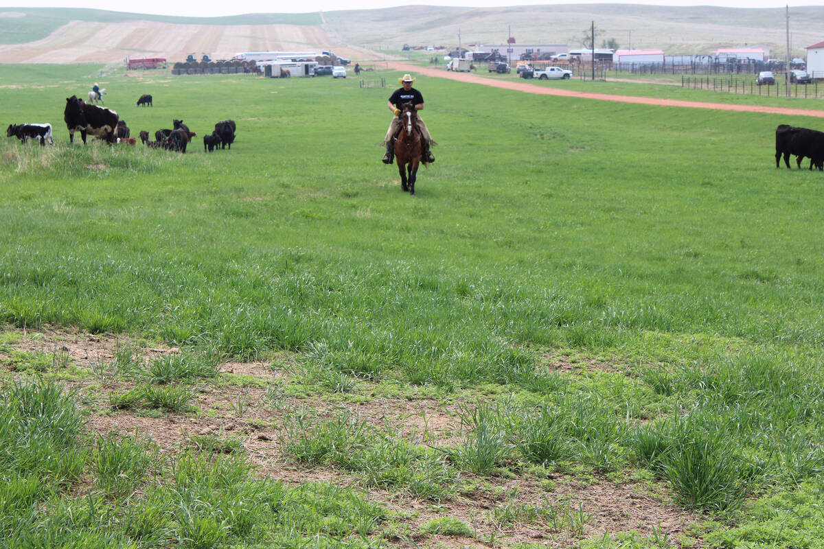 Todd Hall rides his horse on his cattle ranch near Dunn Center, North Dakota.