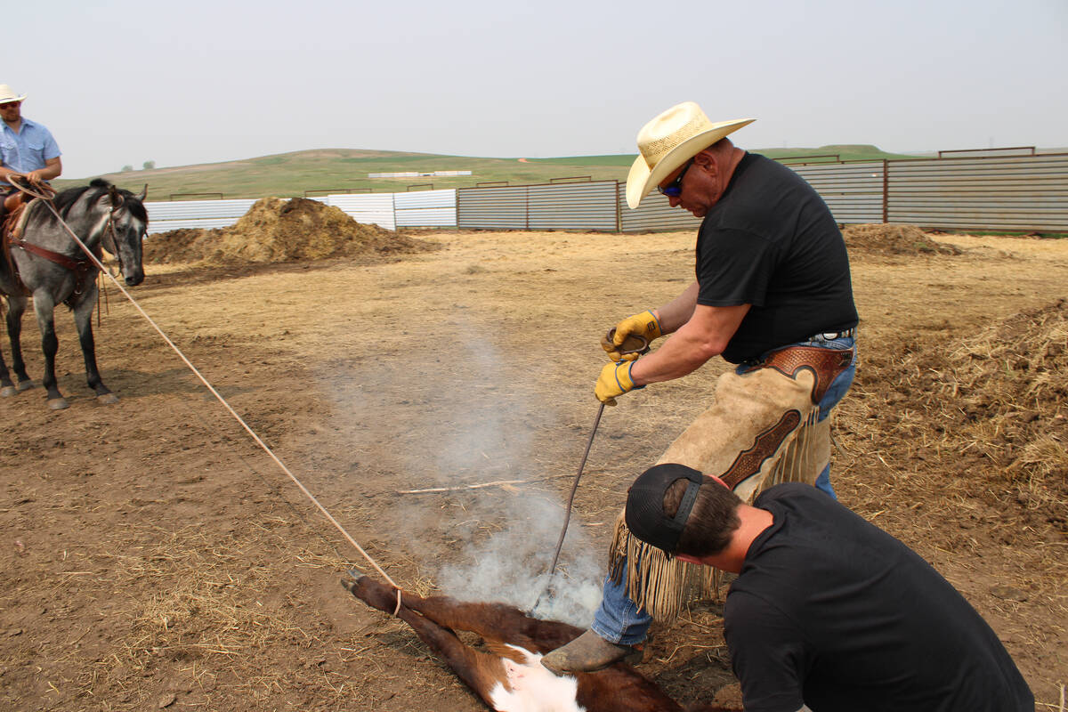 Todd Hall, right, brands a calf on his ranch near Dunn Center, North Dakota.