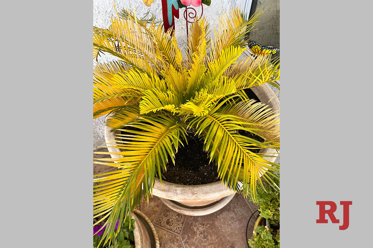 Garden Q&A: White spots on sago palm are scale insects -- and they can kill  the plant