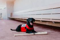 Finn the Bat Dog, a 6-year-old Labrador retriever, is known among Southern Nevadans for dashing ...