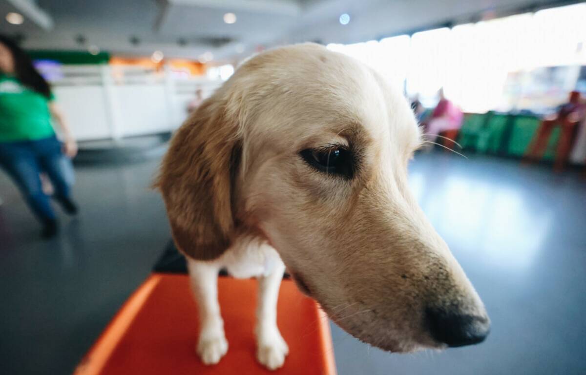 Marley, a retriever, plays inside of an indoor dog park on Friday, July 28, 2023, at Barx Parx ...