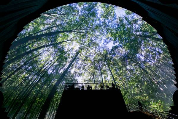 Viewers see a journey through a forest captured with The Array, an 11-camera unit that has been ...