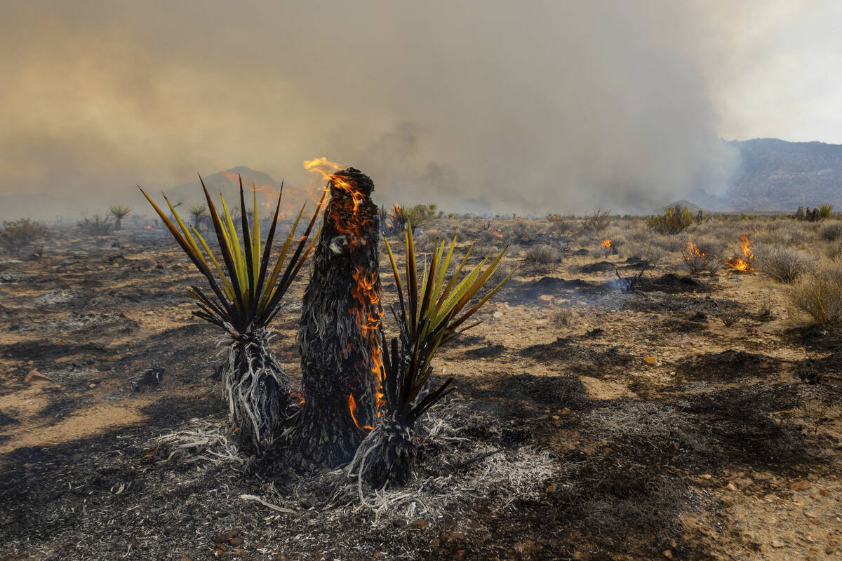 A Joshua Tree burns on Sunday, July 30, 2023, in the Mojave National Preserve, Calif. The York ...