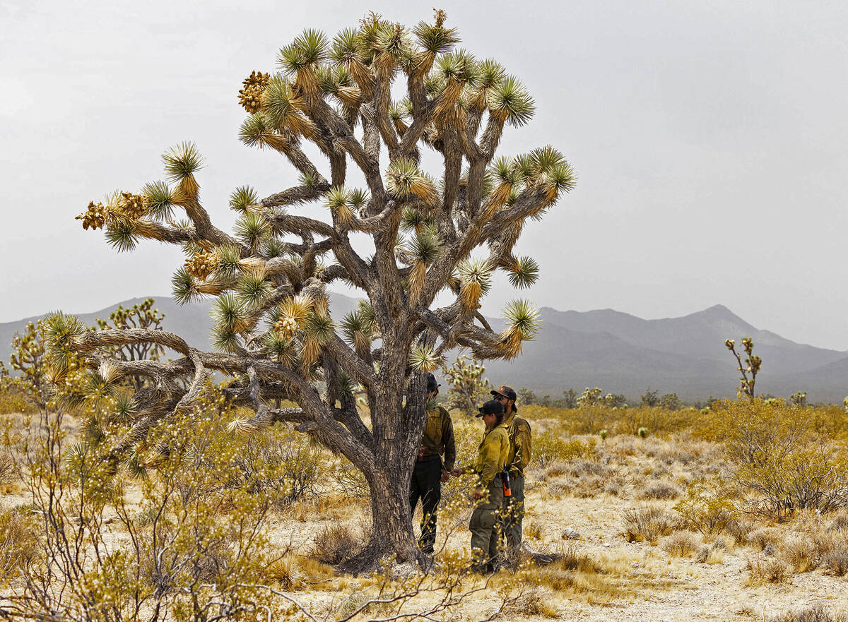 The Crane Valley Hotshots firefighters stand under shade of a Joshua tree after an aerial crew ...