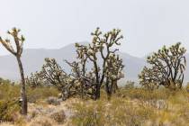 The New York mountains are covered with thick smoke, on Monday, July 31, 2023, in Nipton, Calif ...