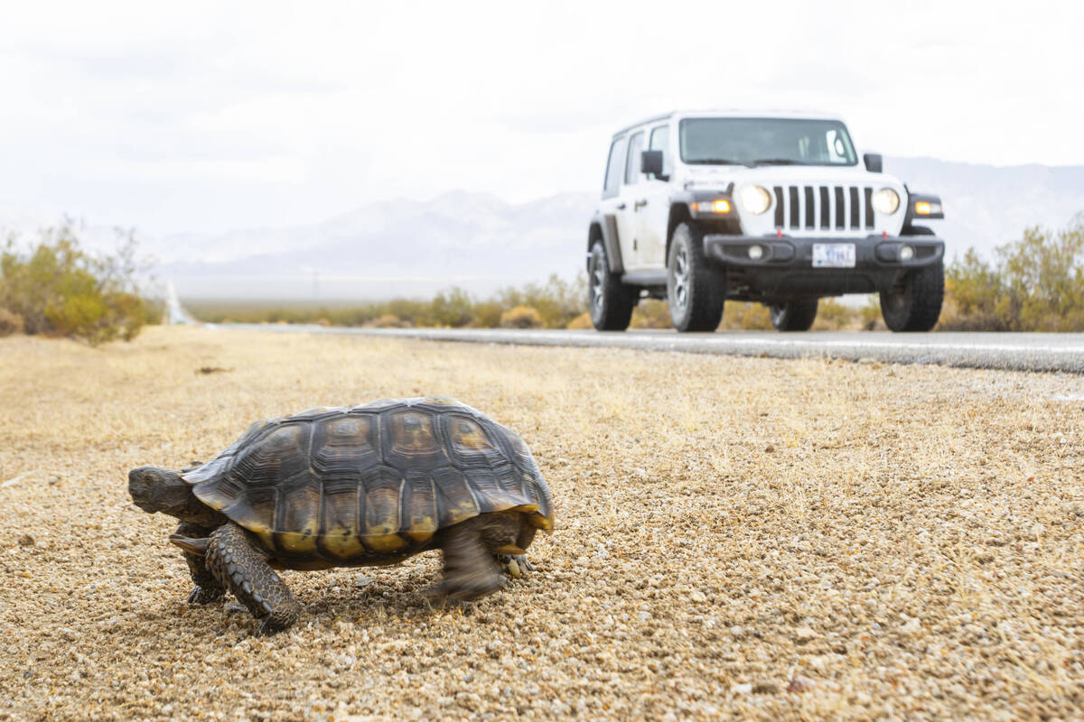A tortoise walking away from the road just outside of the York Fire in the Mojave National Pres ...