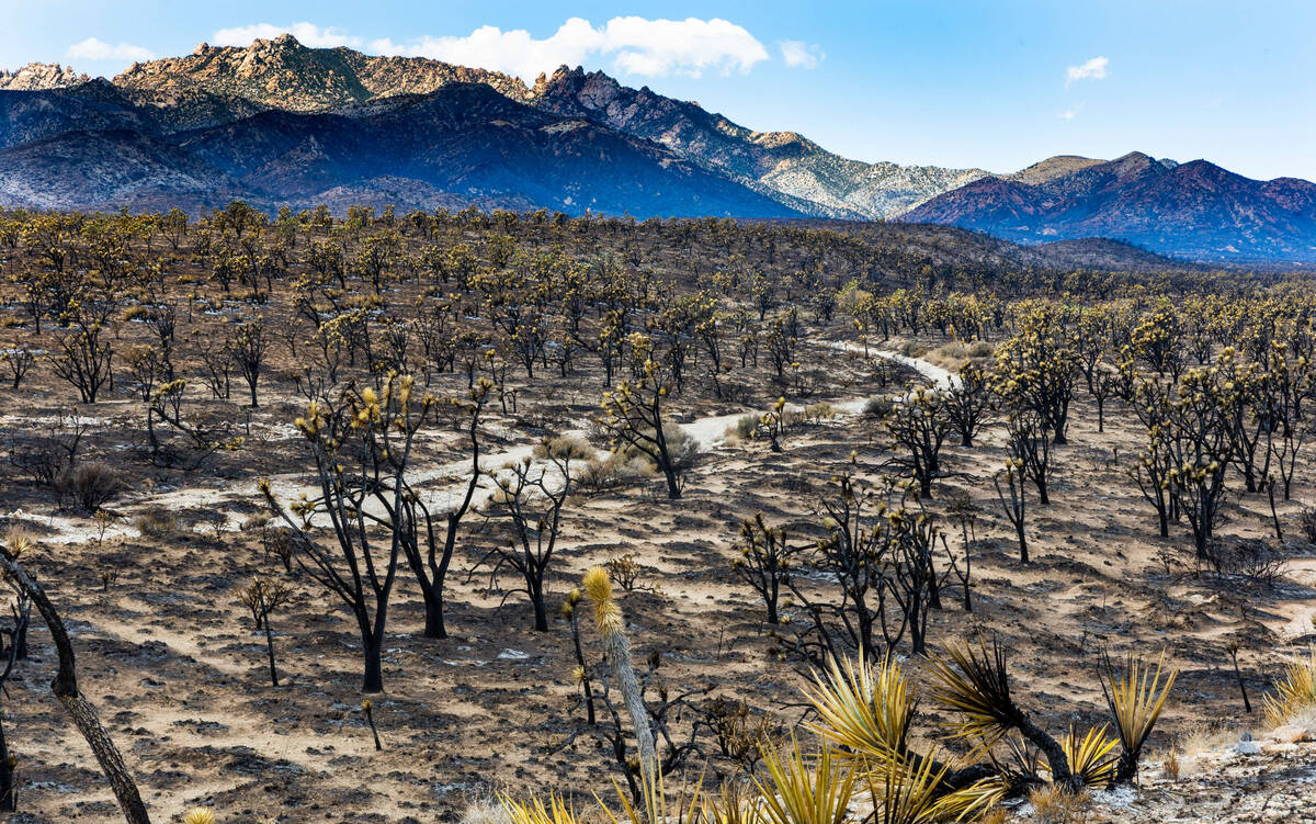 Thousands of yuccas and Joshua trees are burnt about the desert as the York Fire is better cont ...