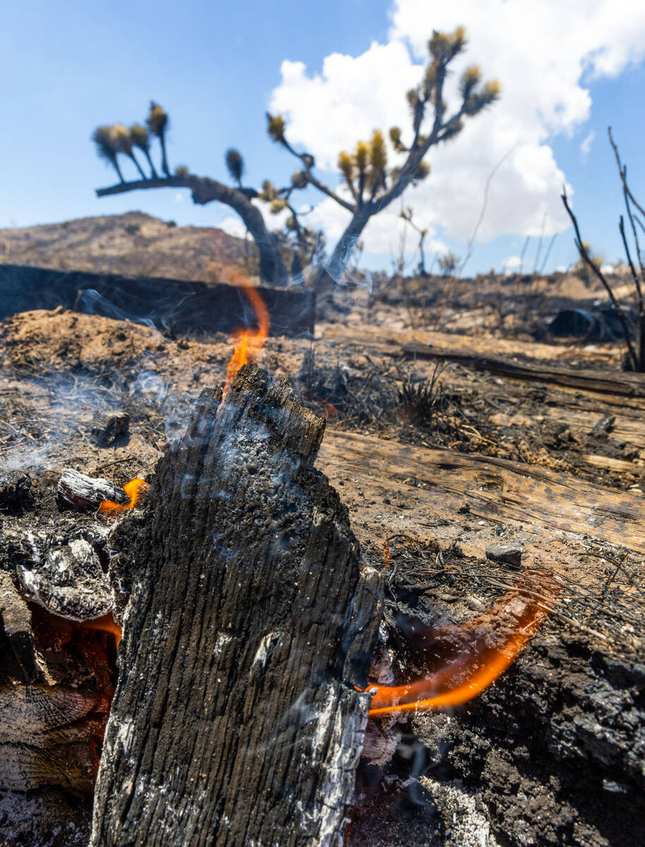 Spot fires are all that remain as thousands of yuccas and Joshua trees are burnt about the dese ...