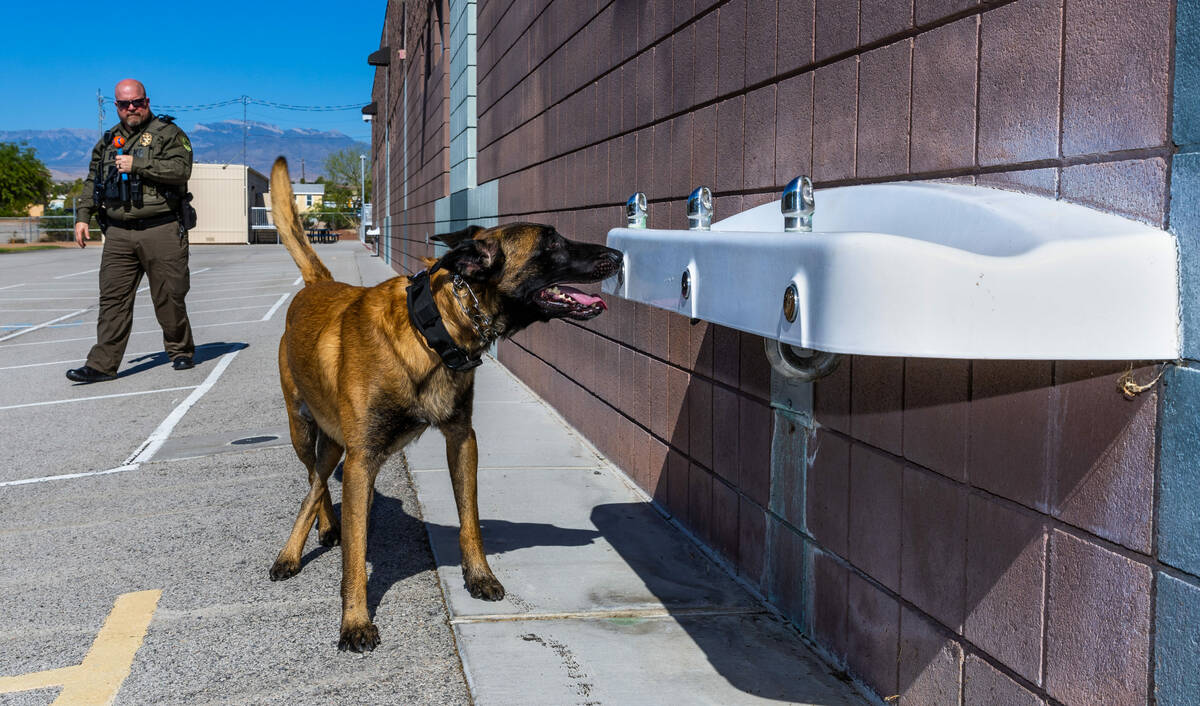 CCSD police dogs will search schools for guns Local Las Vegas
