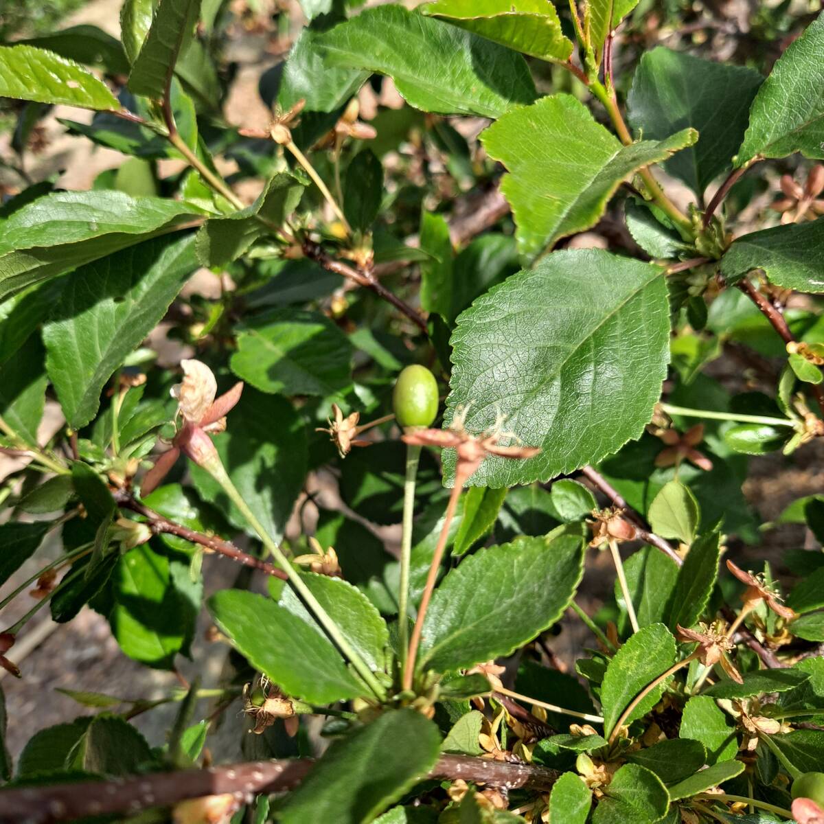 This sour cherry was too green or immature to develop a seed that would be alive. Use fully mat ...