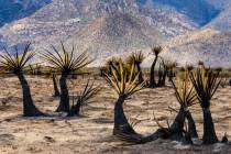 Yuccas are burnt during the York Fire along Ivanpah Road within the Mojave National Preserve on ...