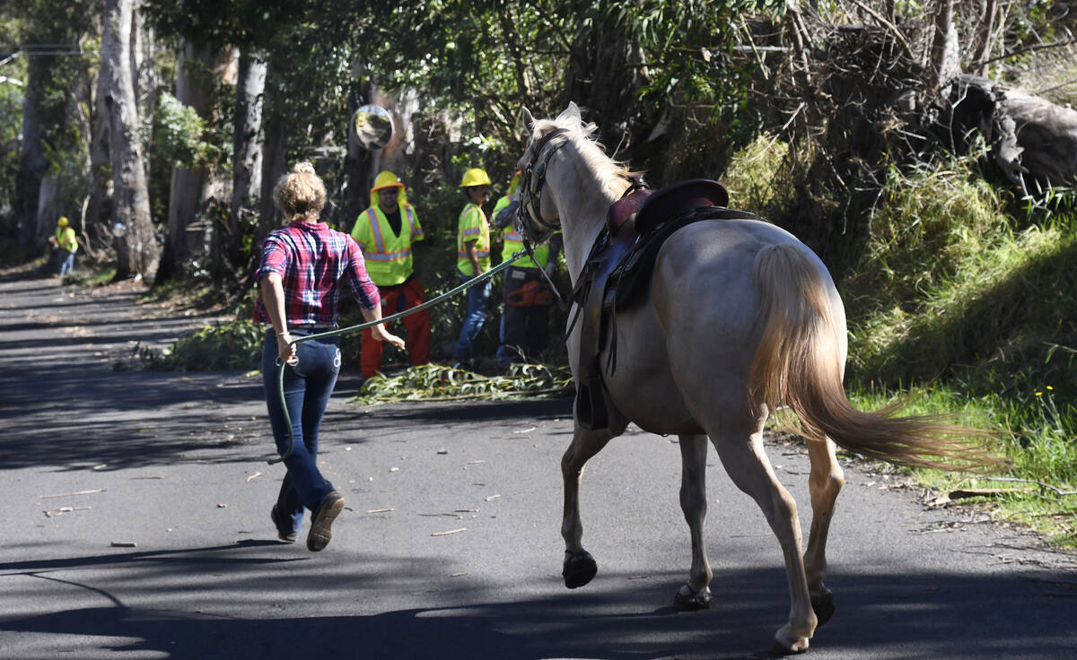 A woman evacuates her horse past a Maui County crew working to clear Olinda Road of wind-blown ...