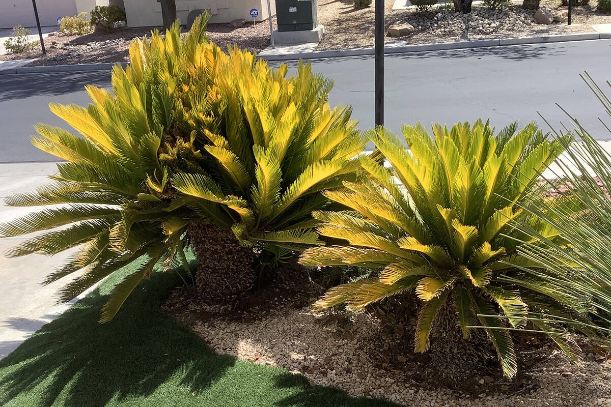 Sago palms turning yellow? Here’s why Bob Morris Local Local Columns