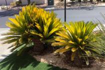 This sago palm is planted in the ground of a landscape and not in a container. Cycads, or sago ...