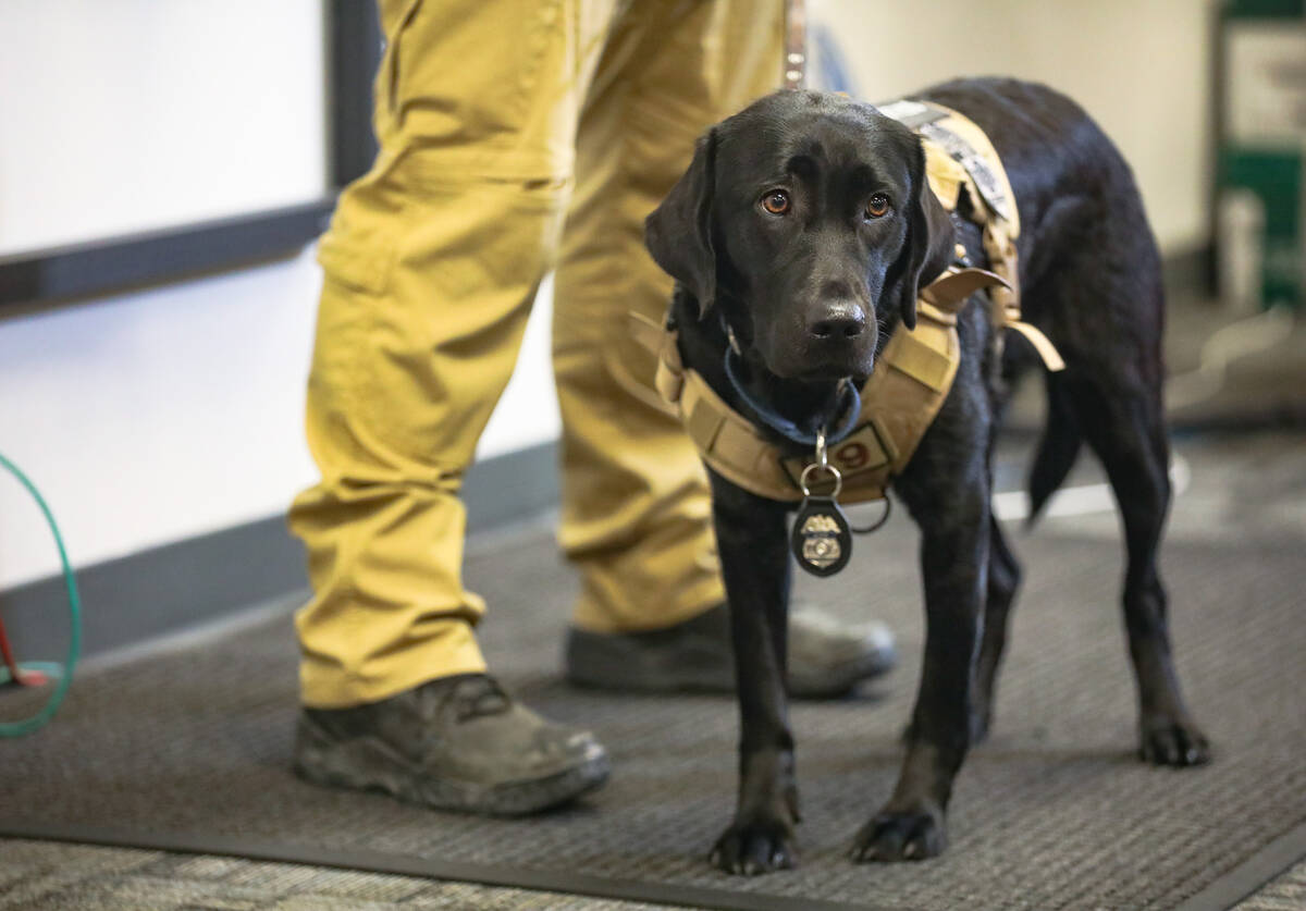 Countess, an ignitable liquid detection dog who helped with the massive June fire at an apartme ...