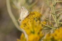 Bleached sandhill skipper in the meadows at Baltazor Hot Spring in Humboldt County, Nevada, tak ...