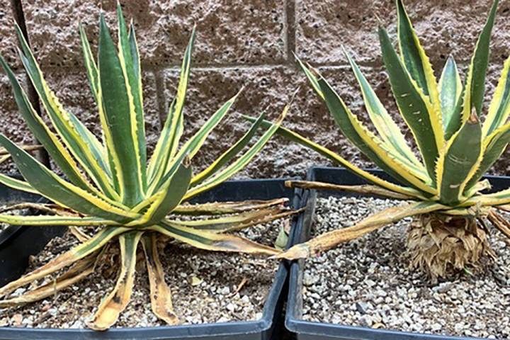 The agave lophantha quadricolor is a xeric plant from the deserts of the Southwest. (Bob Morris)