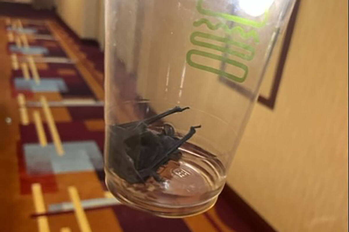 Hotel guests at New York-New York say they found a live bat in their hotel room during their vi ...