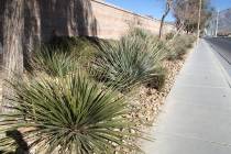 Desert spoon is a plant native mostly to the Chihuahuan Desert of the Southwestern U.S. It will ...