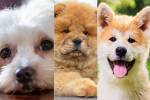 Talk to your dog? Majority of Nevada canine owners do