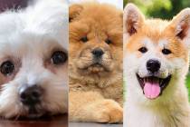 In a study by casino.com, the Maltese breed came in first for favorite breed among Nevadans wit ...