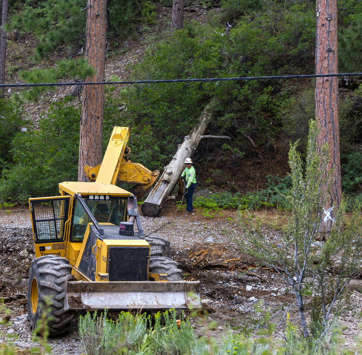 Downed trees are cleared in Kyle Canyon as cleanup from the extensive damage of tropical storm ...
