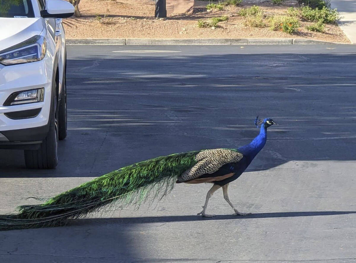 This undated photo provided by Felicity Carter shows Pete, a Las Vegas neighborhood peacock tha ...
