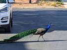 ‘We want justice for Pete’: Neighborhood mourns killing of beloved peacock