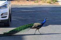 This undated photo provided by Felicity Carter shows Pete, a Las Vegas neighborhood peacock tha ...