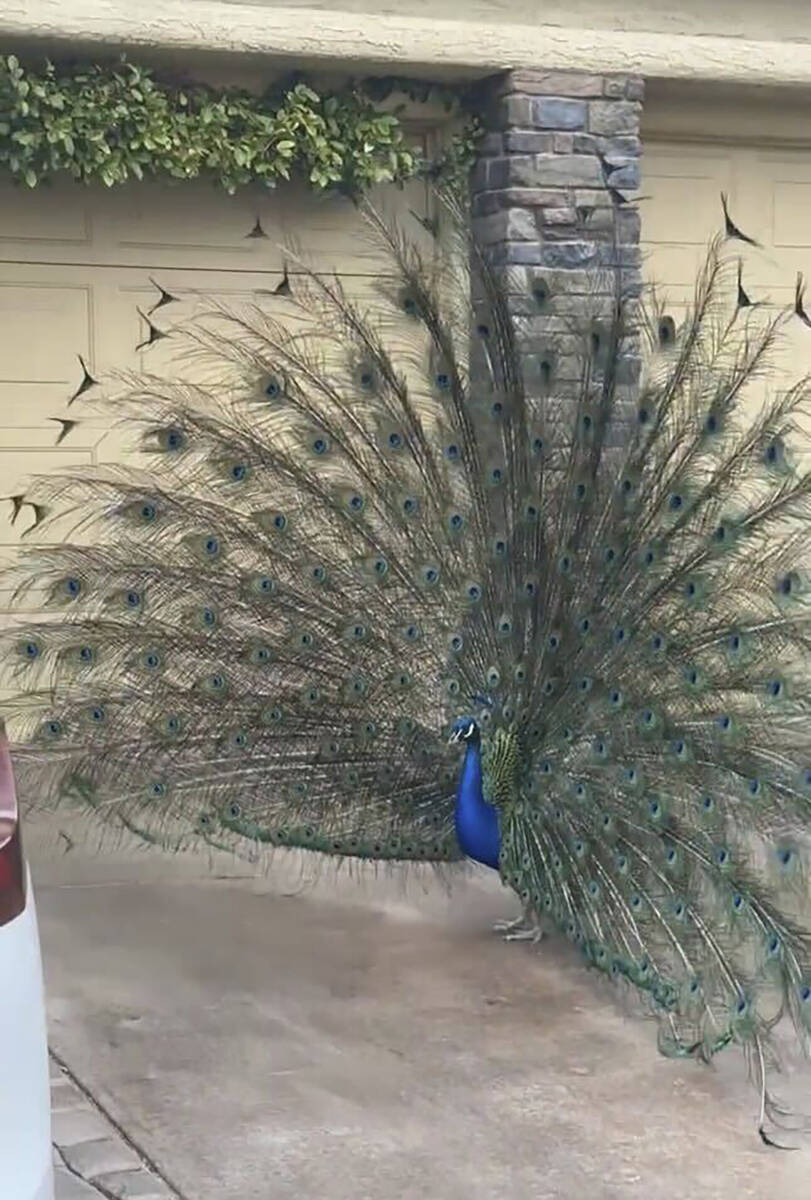 This undated photo provided by Felicity Carter shows Pete, a Las Vegas neighborhood peacock tha ...