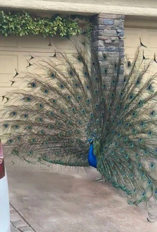 This undated photo provided by Felicity Carter shows Pete, a Las Vegas neighborhood peacock tha ...