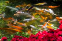 Koi fish swim in a pond at the botanical gardens at Bellagio in Las Vegas in 2019. (Chase Steve ...