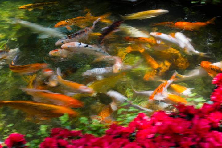 Koi fish swim in a pond at the botanical gardens at Bellagio in Las Vegas in 2019. (Chase Steve ...