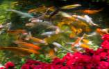 Henderson couple sues pool service, claiming chemicals killed valuable koi