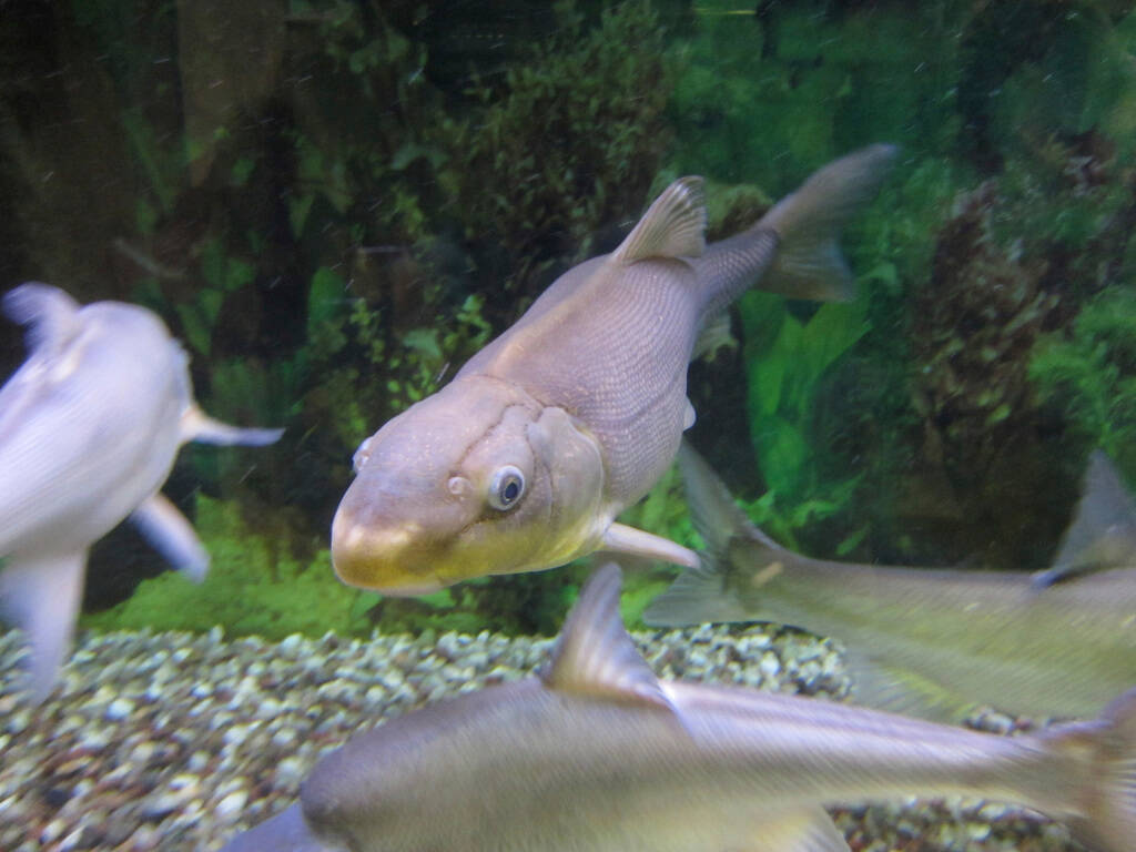 A Colorado River razorback sucker fish is shown swimming in a tank at the U.S. Fish and Wildlif ...