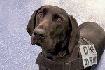 Meet the TSA’s Cutest Canine (but don’t pet her at work)