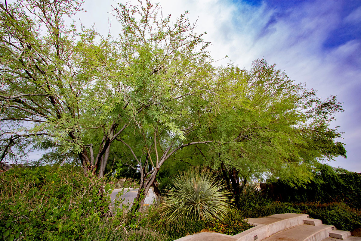 SNWA throws more shade into the water conservation program - Vimarsana News