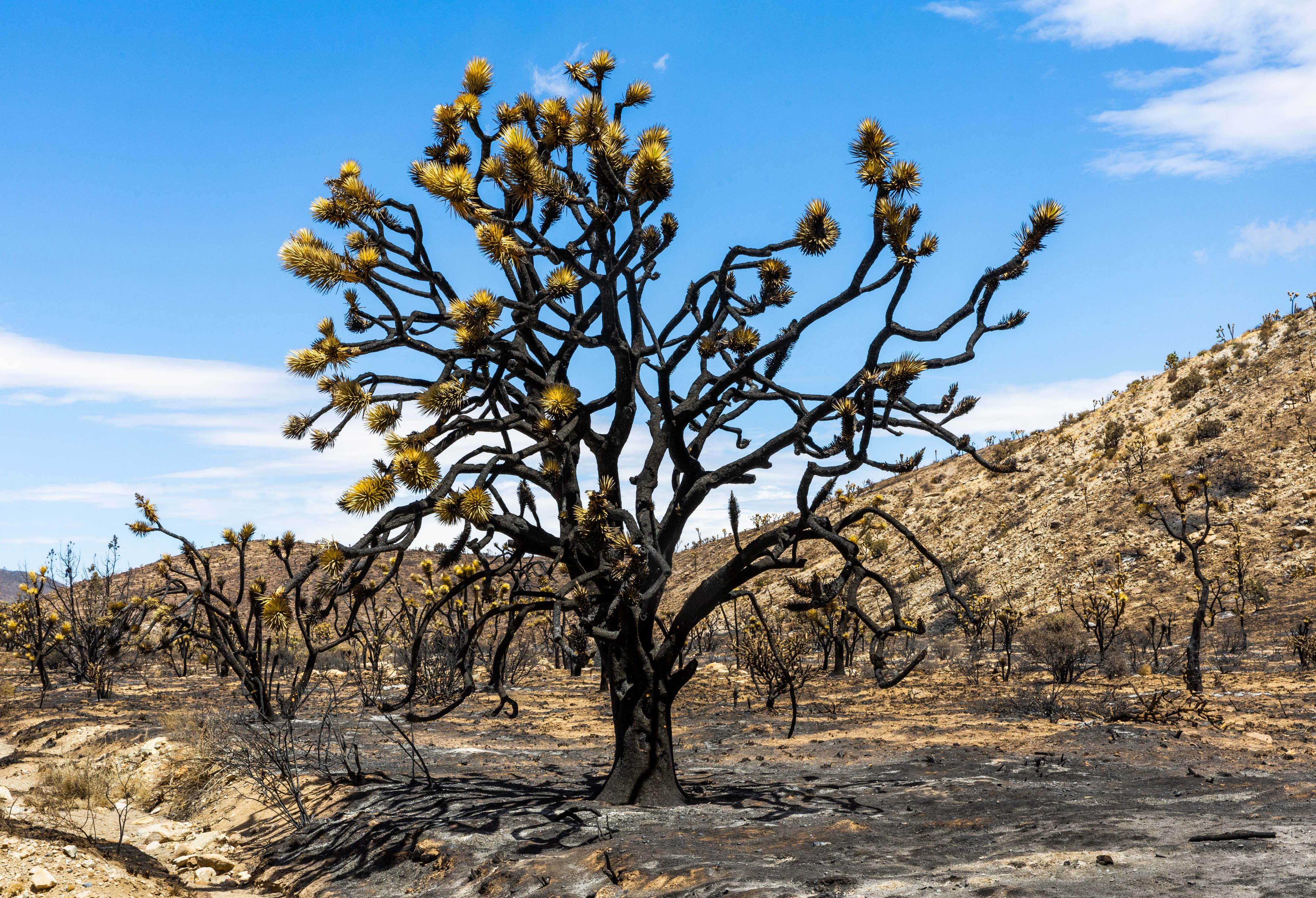 Unbelievable! What Nyt Says About Joshua Trees Will Amaze You - hjhzt5n