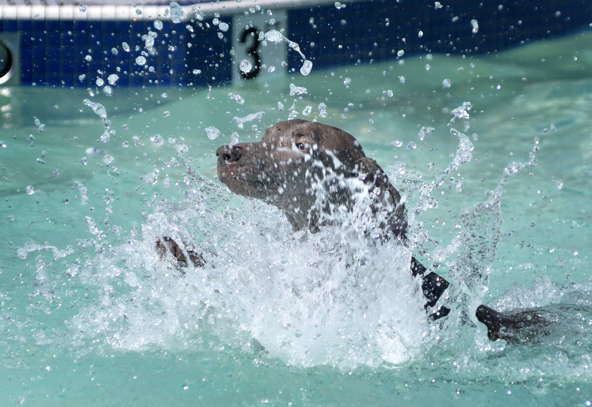 RJ FILE*** BILL HUGHES/LAS VEGAS REVIEW-JOURNAL Ava makes a splash while chasing a toy during ...
