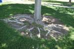 Treet roots follow water, so application should be at base