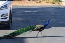 This undated photo provided by Felicity Carter shows Pete, a peacock that was killed with a hun ...