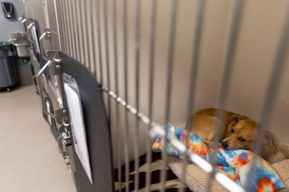 A lost dog waits to be reunited with its owners at the The Animal Foundation in Las Vegas on Tu ...