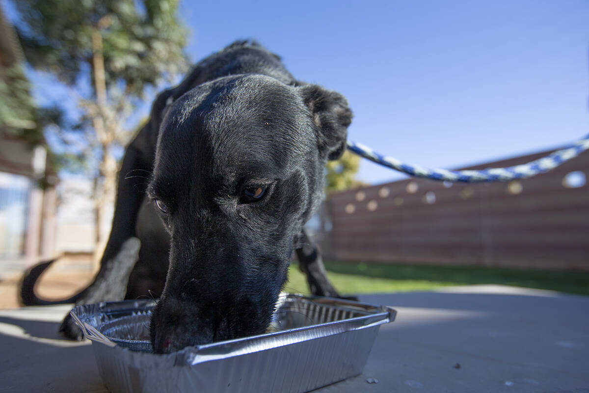 Dooley, 3, enjoys a "PUPSgiving" meal donated by Barx Parx at City of Henderson Animal Care and ...