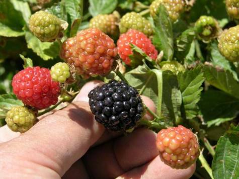 Bob Morris Blackberries will grow in Southern Nevada, but success depends on the variety. Womac ...