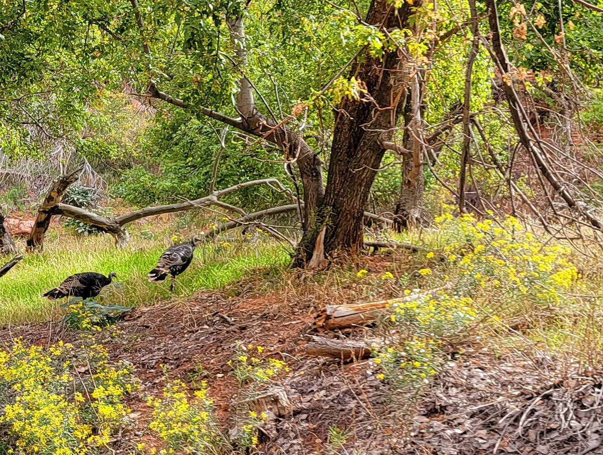 Wild turkeys may be a lucky sighting for park visitors near Zion Lodge. (Natalie Burt/Special t ...