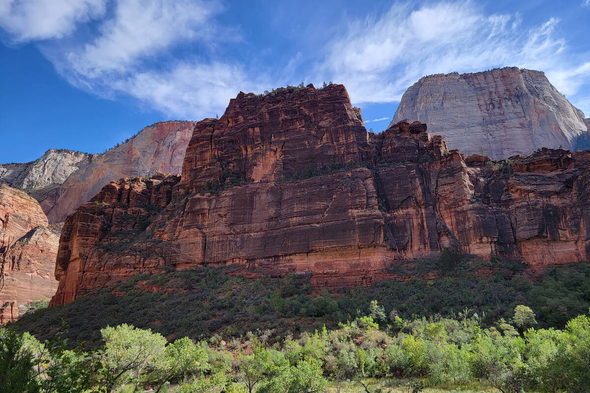 A view filled with cottonwood trees and cliffs along the Virgin River near Big Bend stop on Zio ...