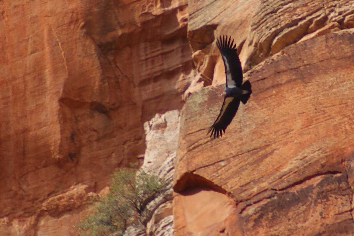 California condor flying within sight of onlookers at Big Bend stop along Zion Canyon Scenic Dr ...