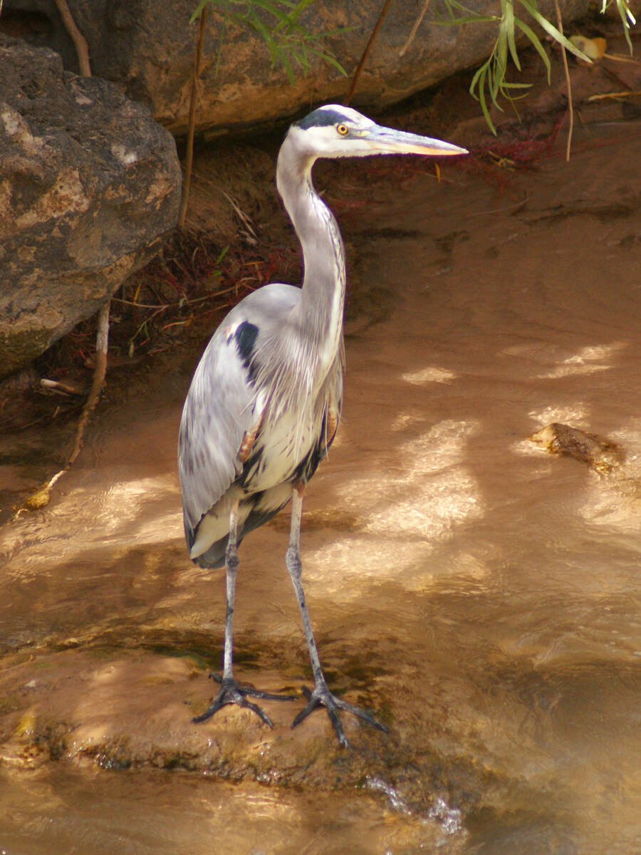 Great blue heron hunting in the Virgin River at Zion National Park in October 2022. (Natalie Bu ...